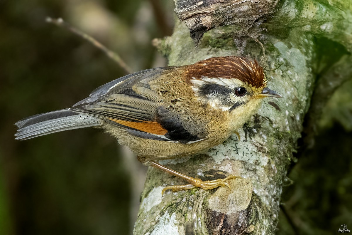 Rufous-winged Fulvetta - Arkajit Chakraborty