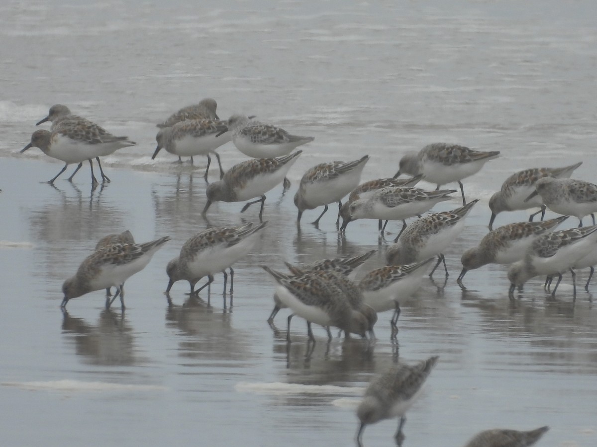 Гурвалж элсэг - ML636001428