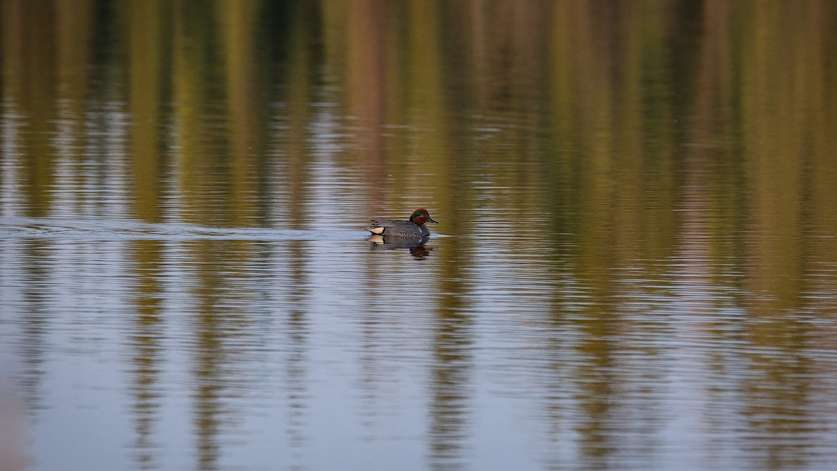 Green-winged Teal (American) - ML636001451