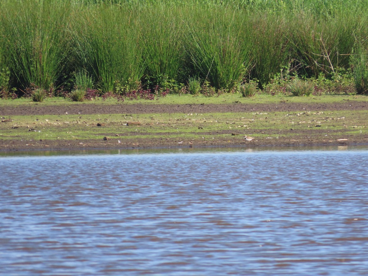 Нарийн хиазат - ML636001680