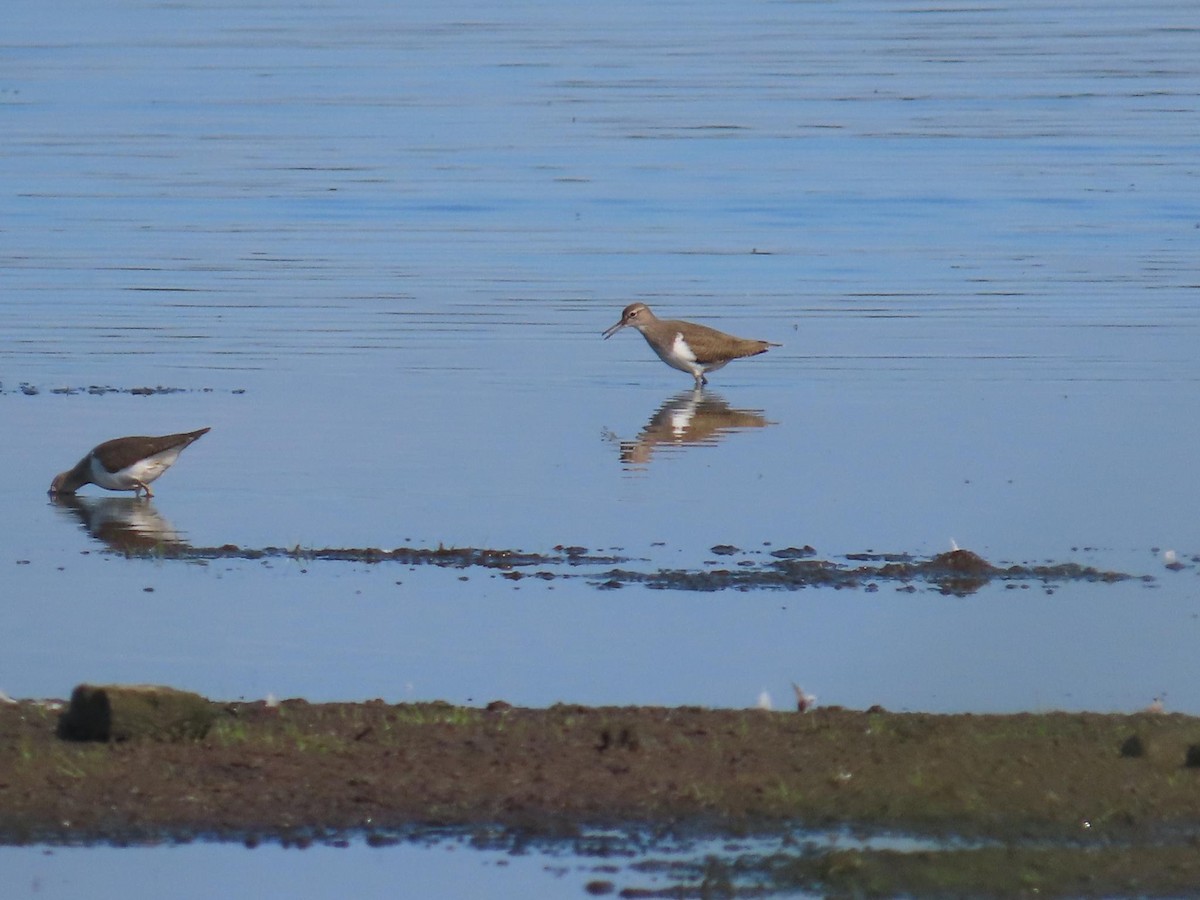 Хайргын хөгчүү - ML636001683