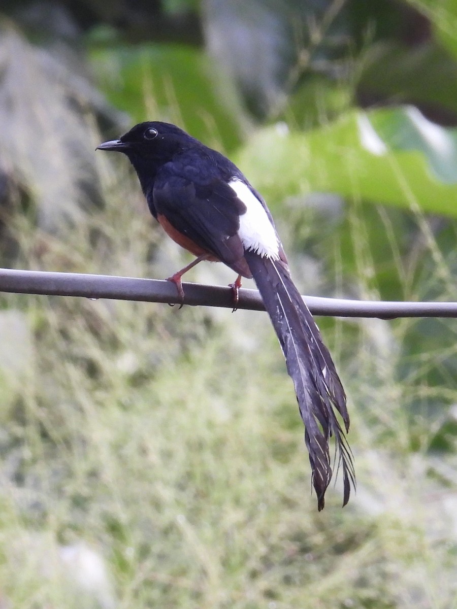 Sri Lankan Shama - ML636001684