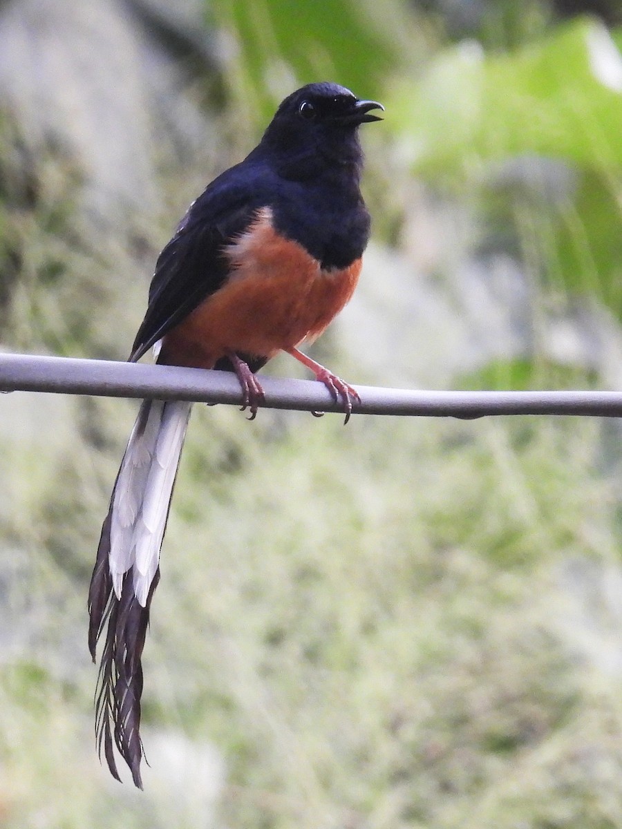 Sri Lankan Shama - ML636001685