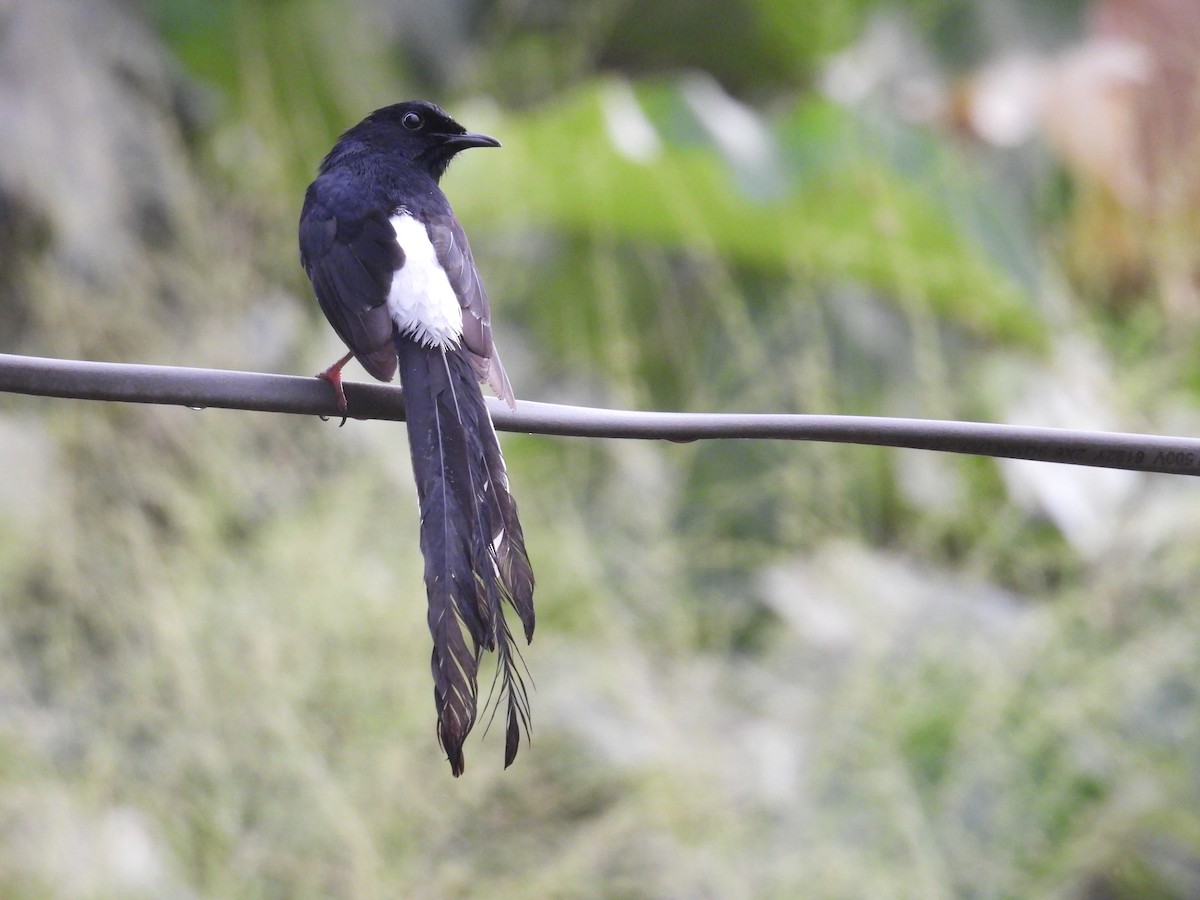 Sri Lankan Shama - ML636001686