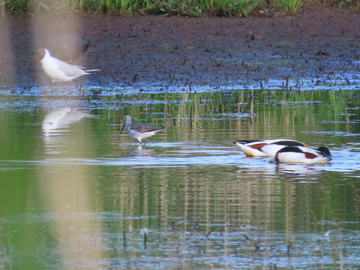 Үхэр хөгчүү - ML636001688