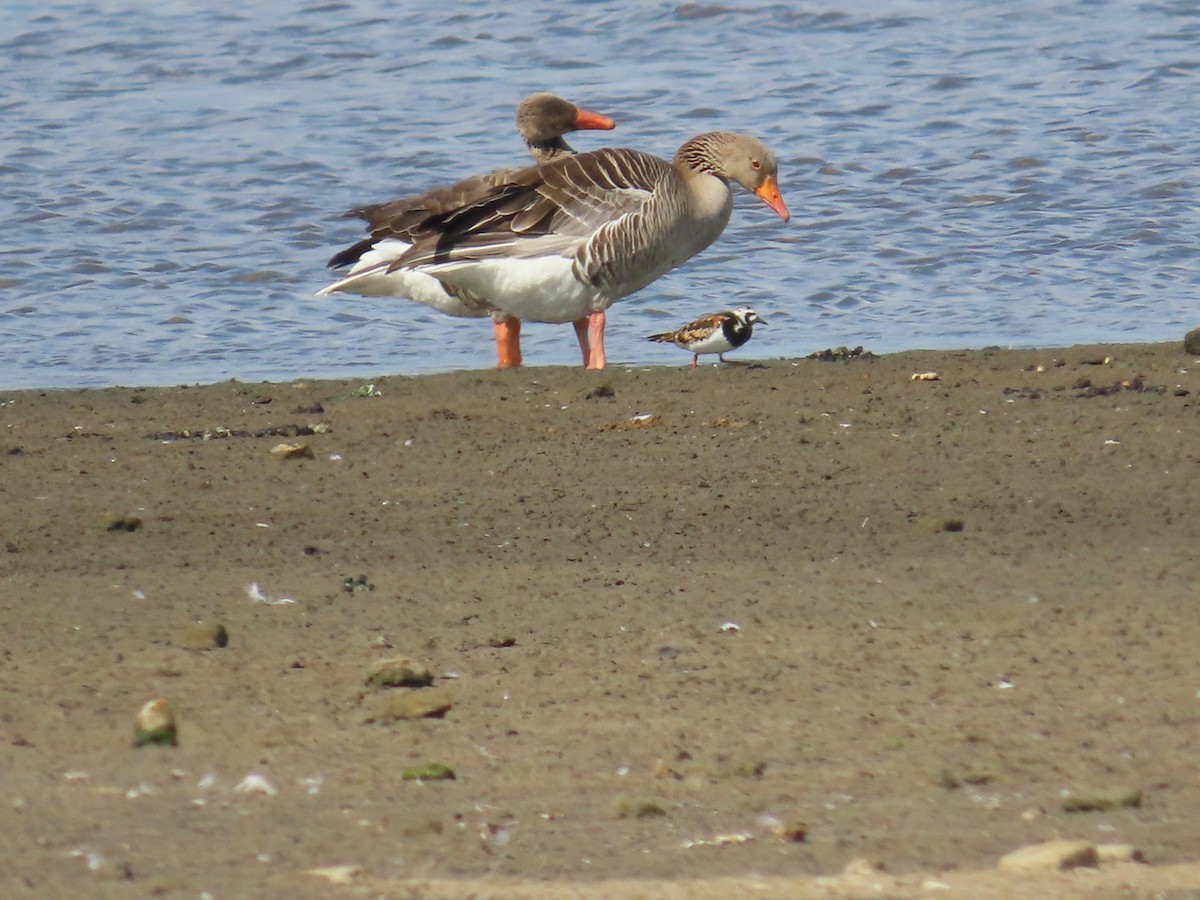 Алаг хайргач - ML636001692