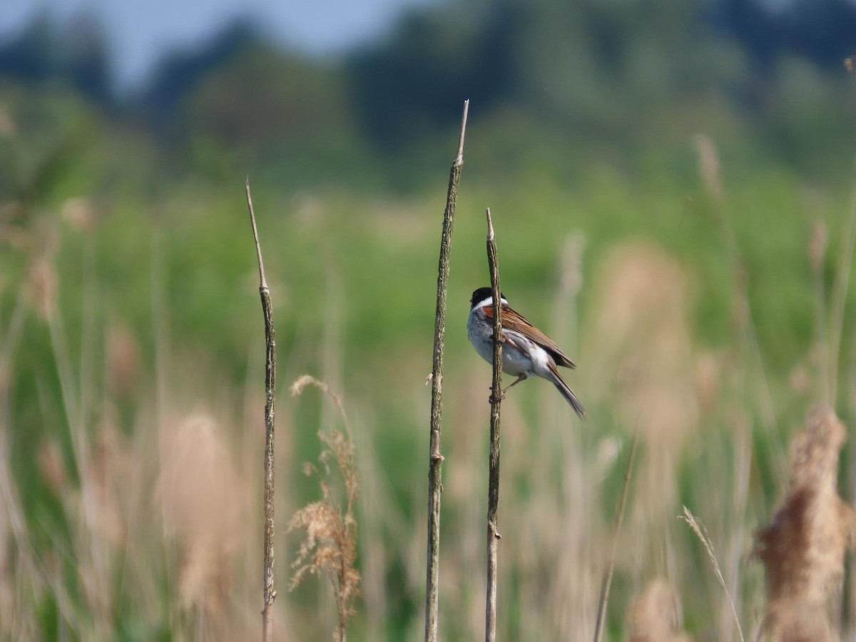 Цагаан хүзүүт хөмрөг - ML636001707