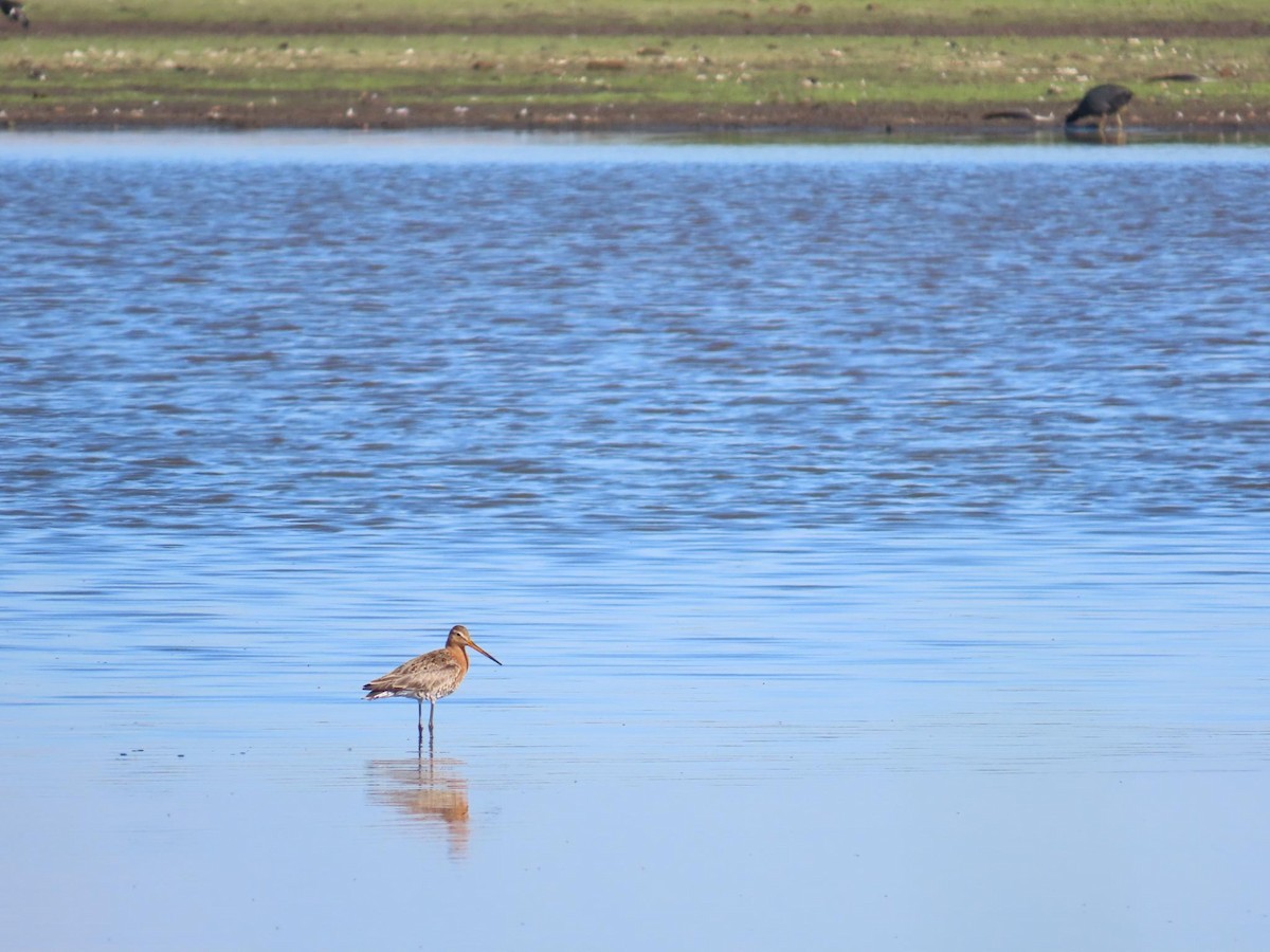 Морин цууцал - ML636001718