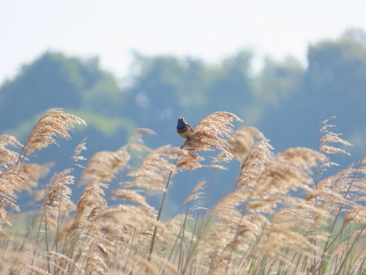 Сондорт гургалдай - ML636001765