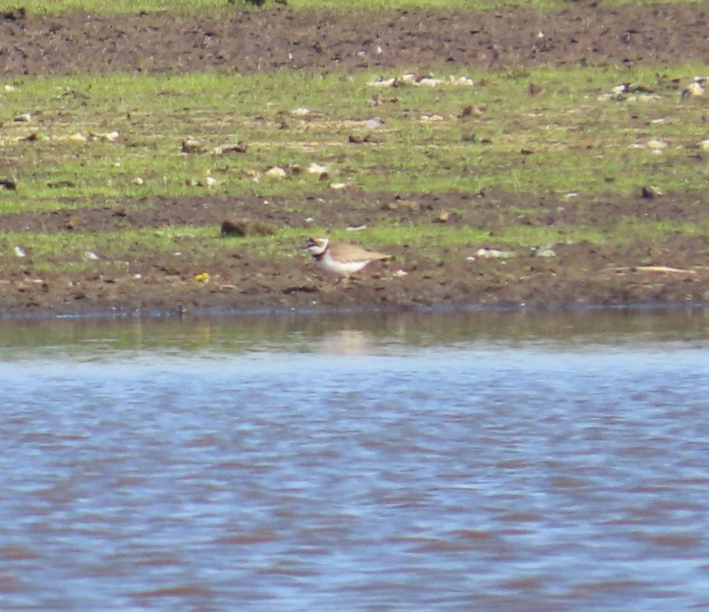 Нарийн хиазат - ML636001790