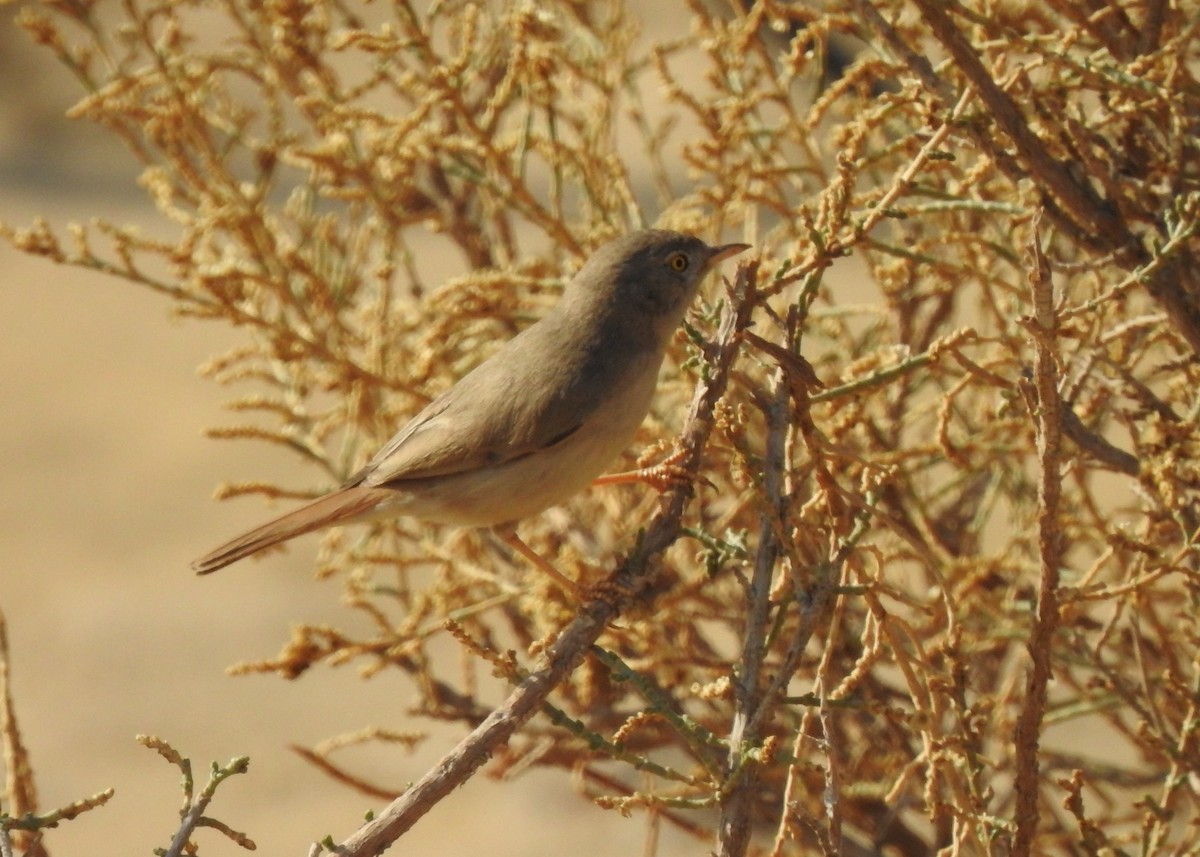 Asian Desert Warbler - ML636001846