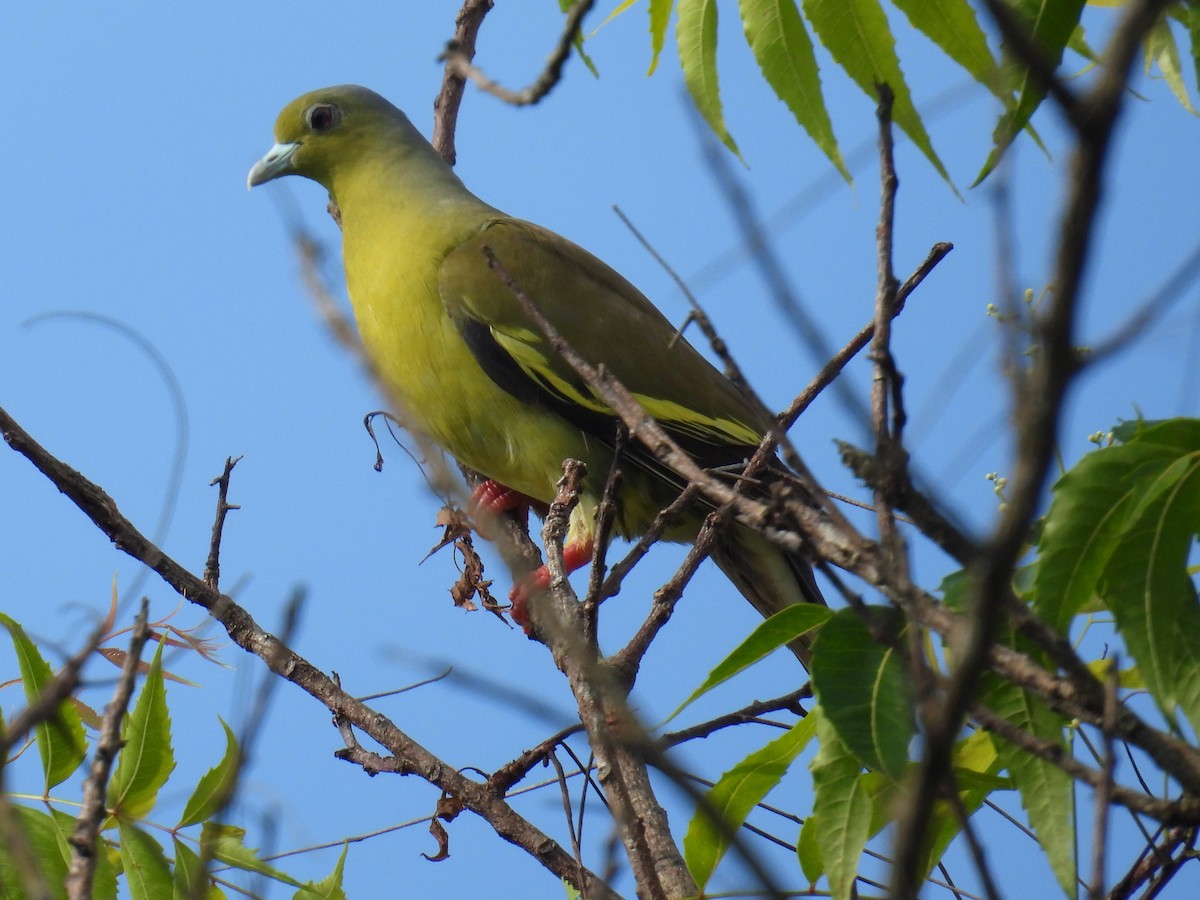 Orange-breasted Green-Pigeon - ML636001898