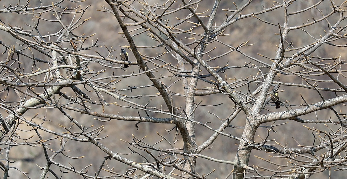 Rüppell's Parrot - ML636002089