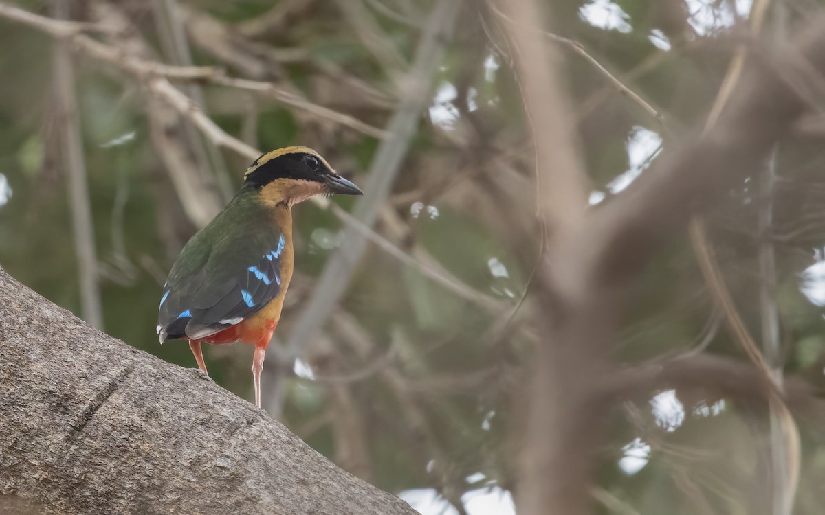 African Pitta - ML636002149