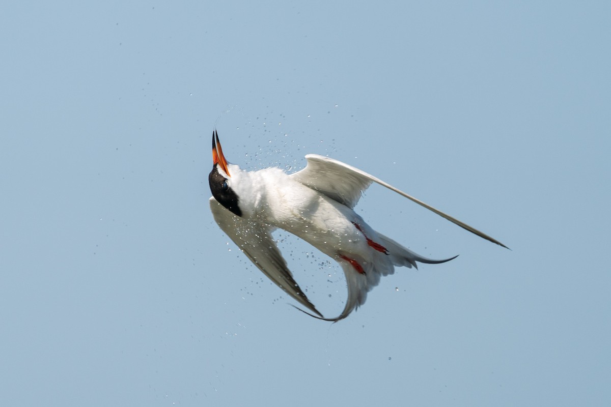 Forster's Tern - ML636002210