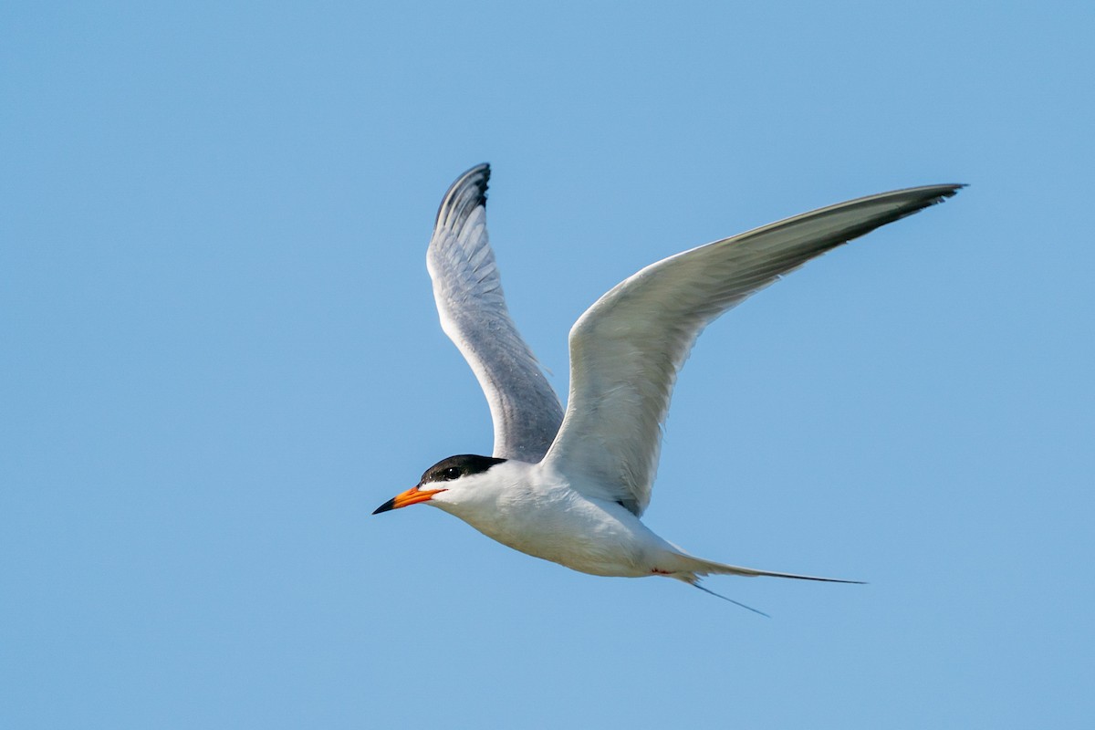 Forster's Tern - ML636002211