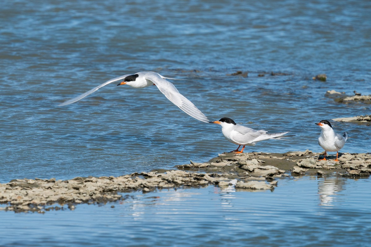 Forster's Tern - ML636002212