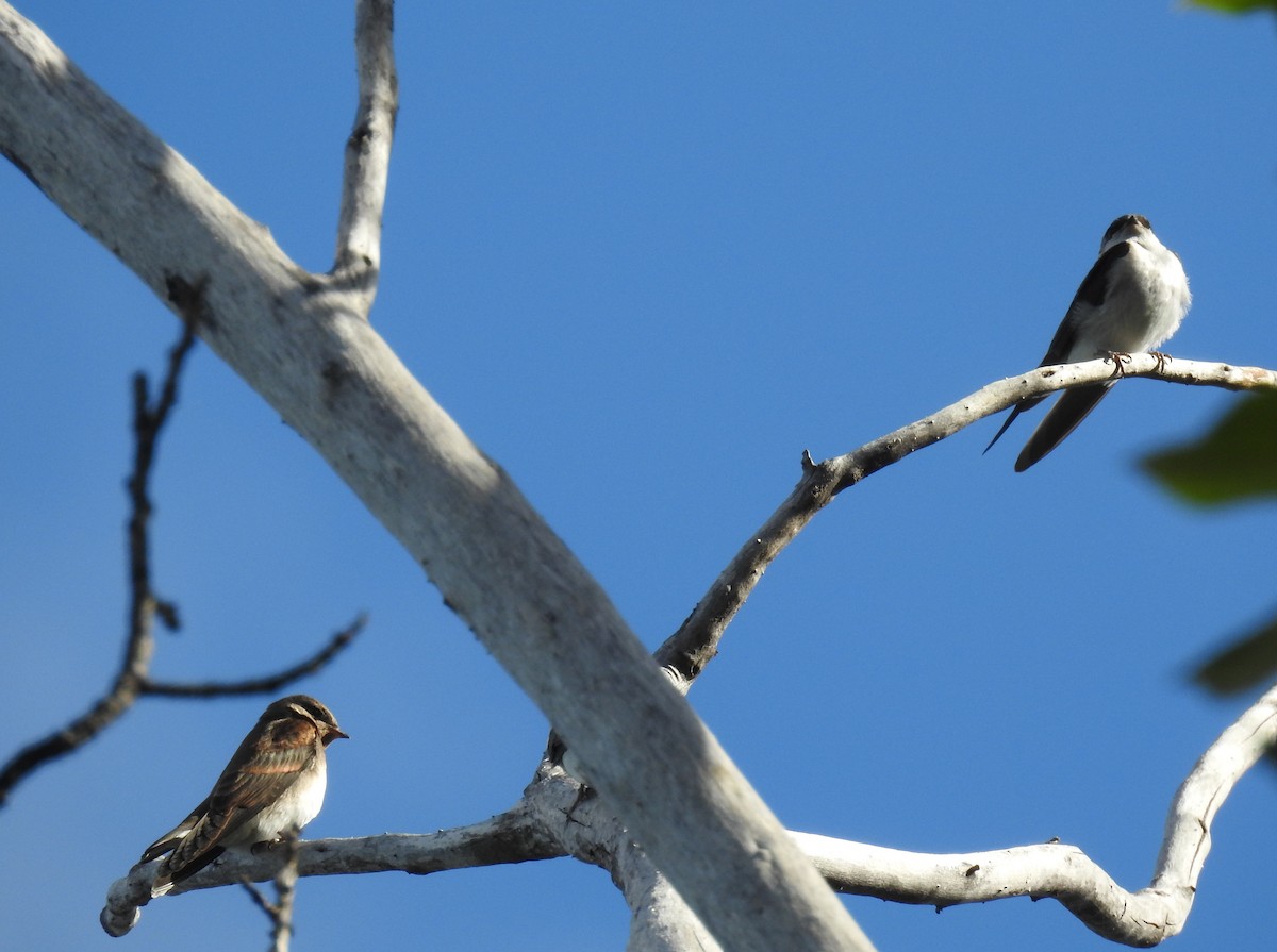 Northern Rough-winged Swallow - ML636002288