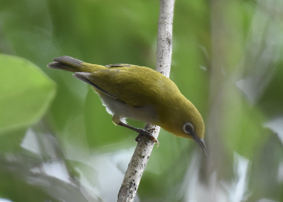 Indian White-eye - ML636002356