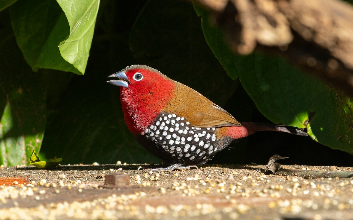 Red-throated Twinspot - ML636002383