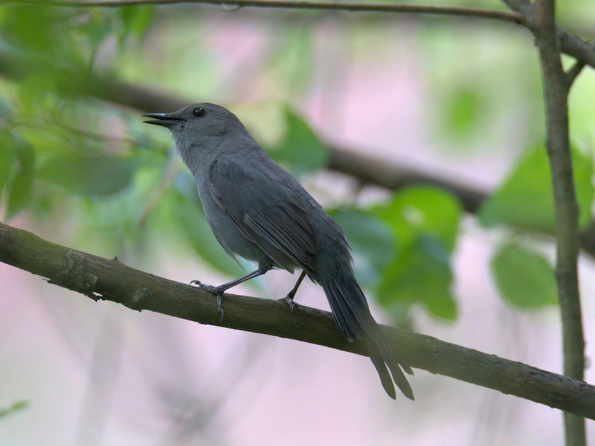 kattespottefugl - ML636002447