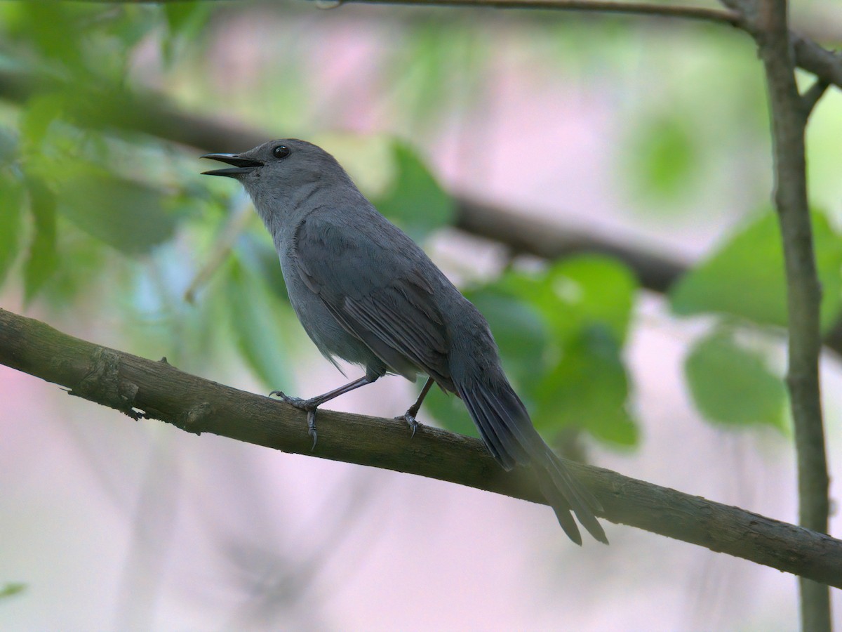 kattespottefugl - ML636002453