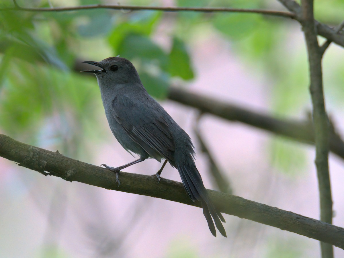 kattespottefugl - ML636002455