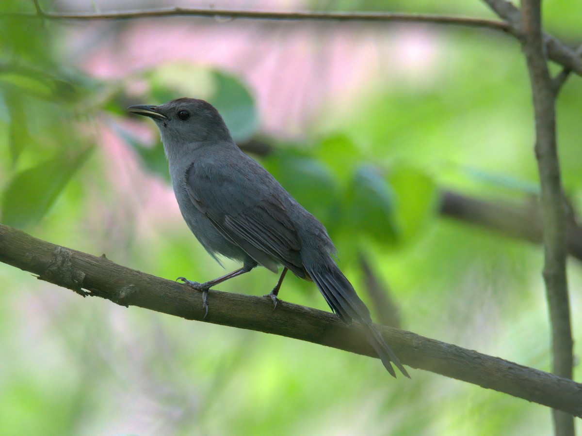 kattespottefugl - ML636002457
