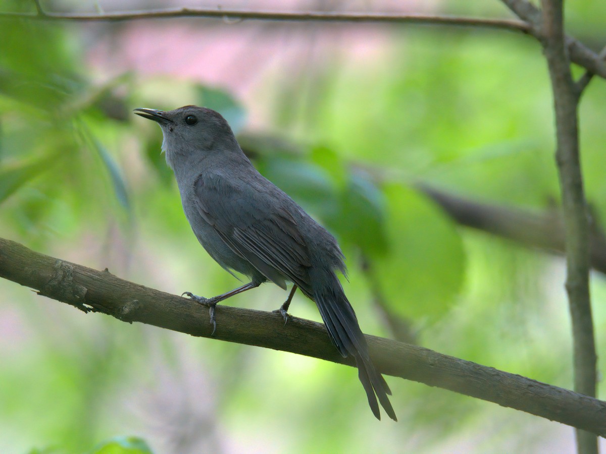 kattespottefugl - ML636002469