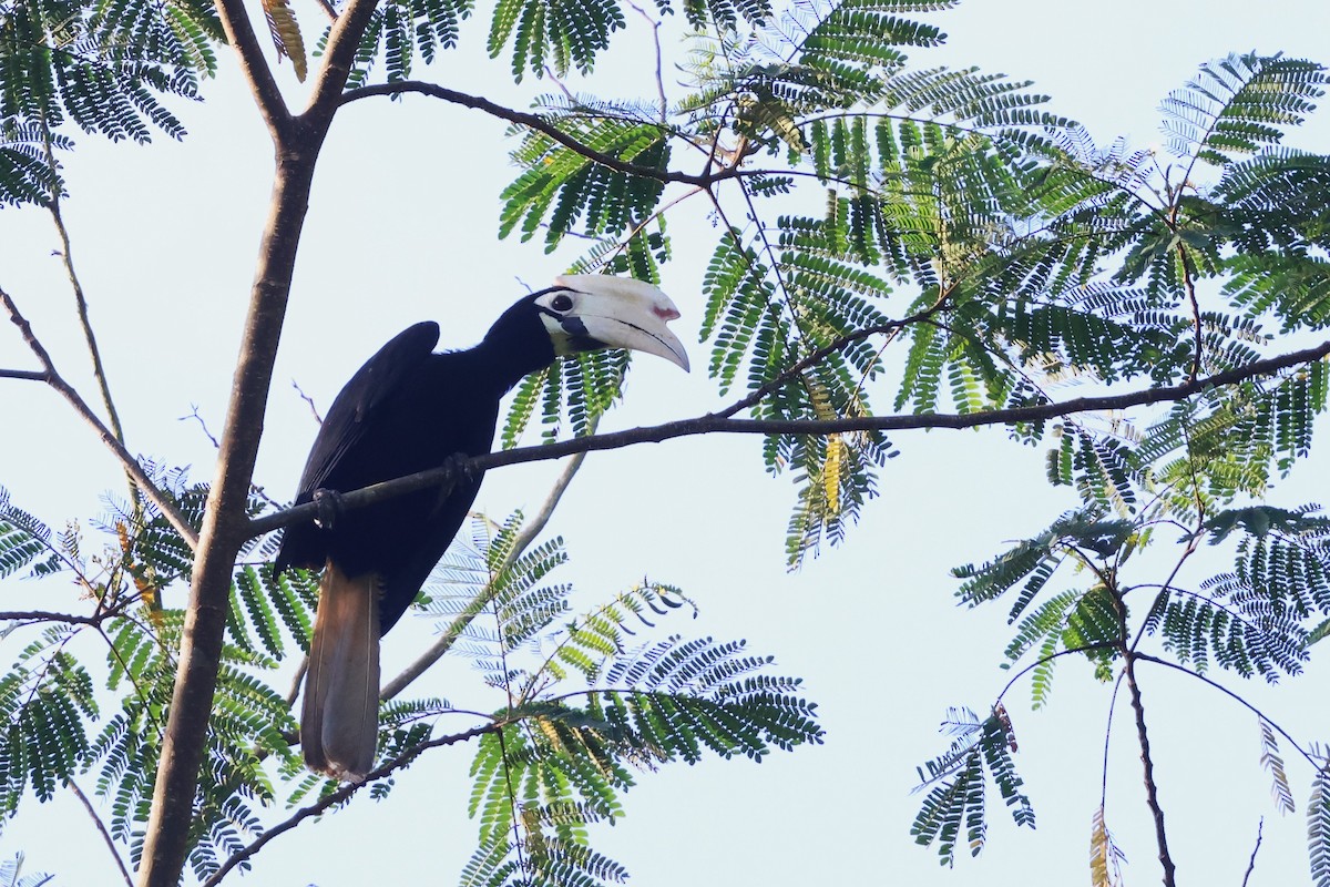 Palawan Hornbill - ML636002479