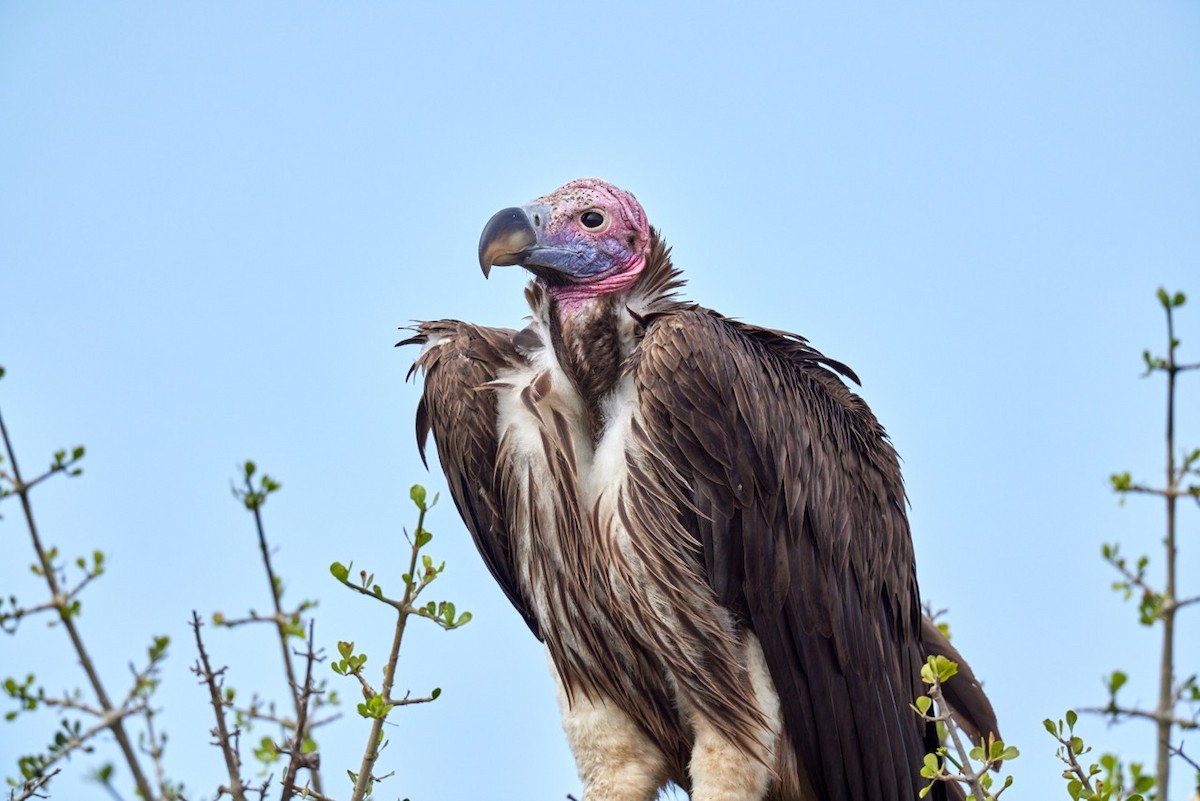Lappet-faced Vulture - ML636002520