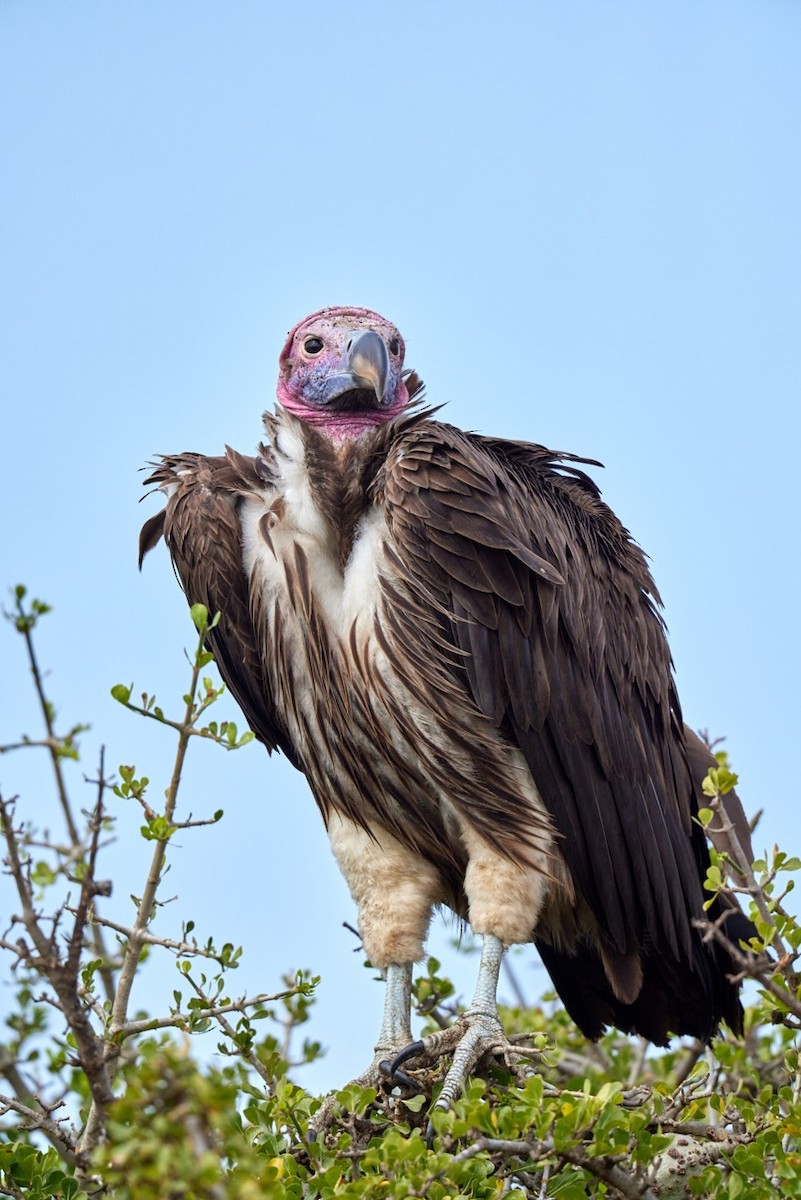 Lappet-faced Vulture - ML636002521