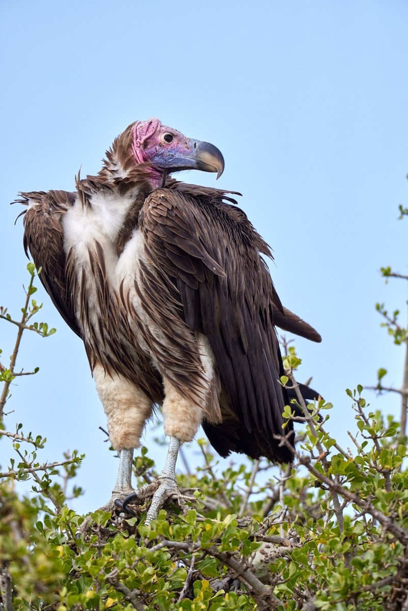 Lappet-faced Vulture - ML636002522