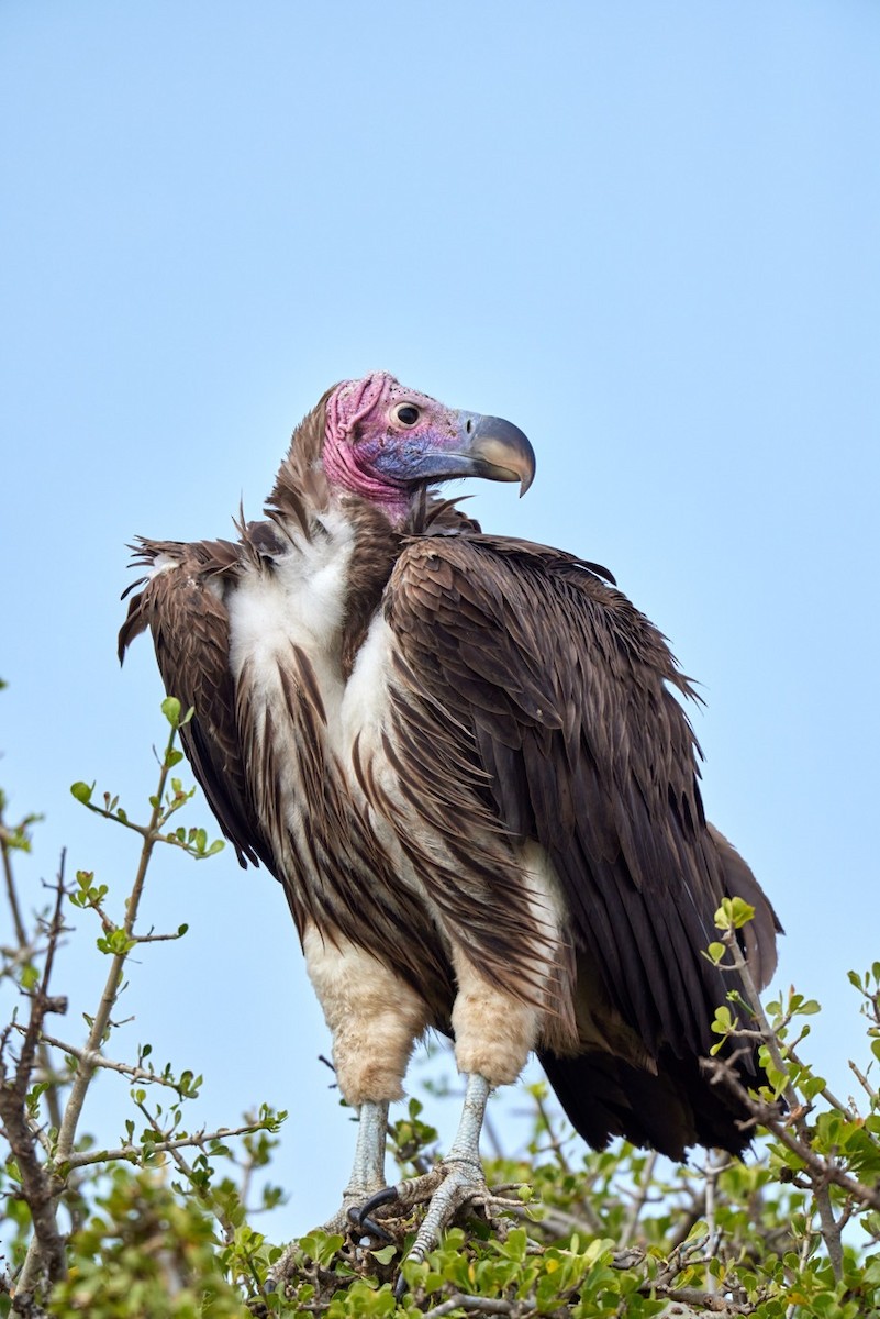 Lappet-faced Vulture - S S Cheema