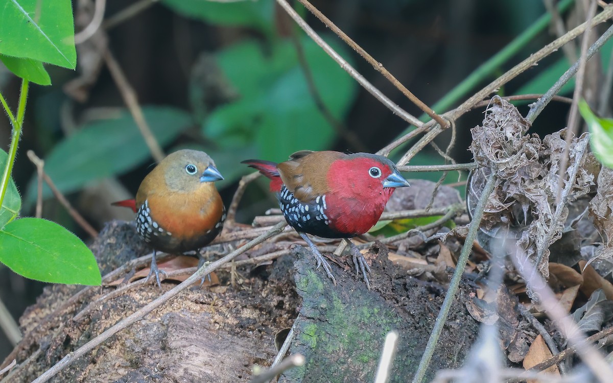 Red-throated Twinspot - ML636002593