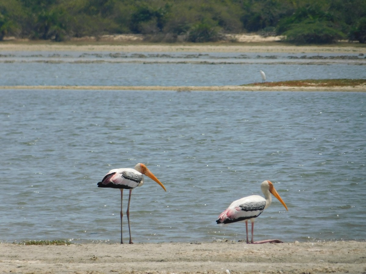 Painted Stork - ML636002608