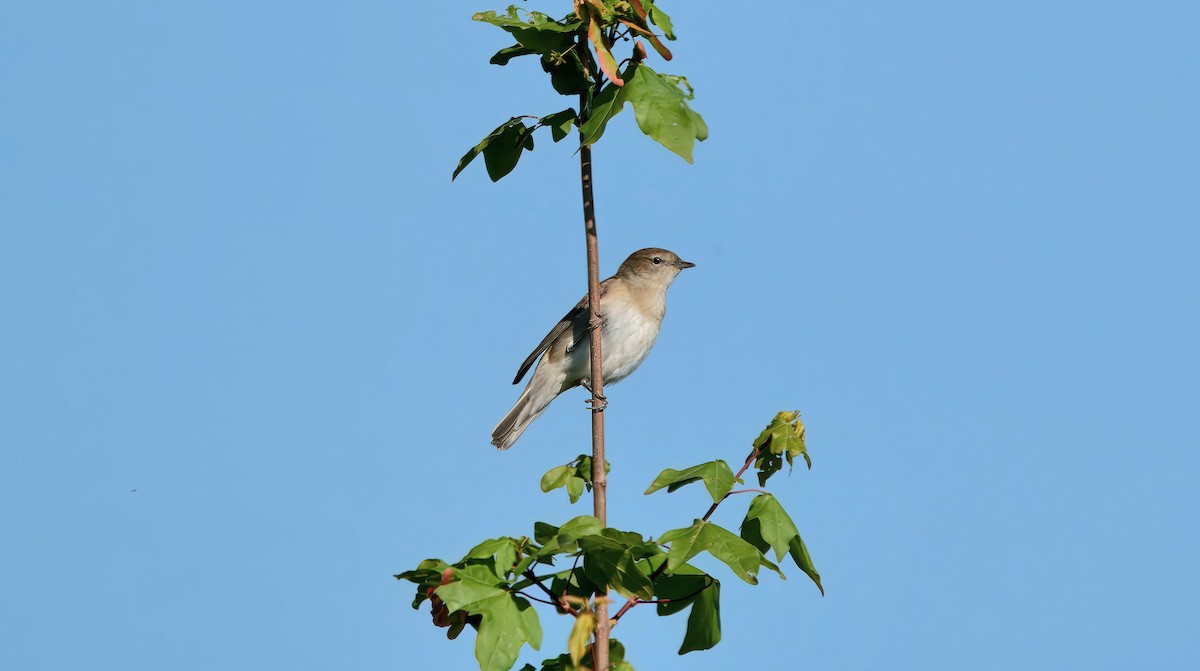 pěnice slavíková - ML636002660