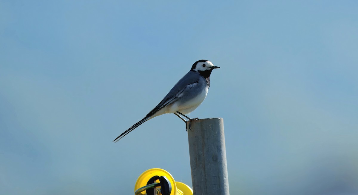 konipas bílý - ML636002665