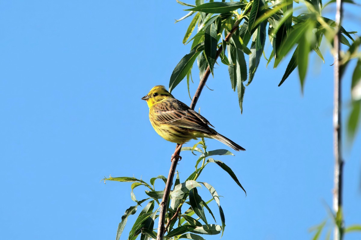 strnad obecný - ML636002678