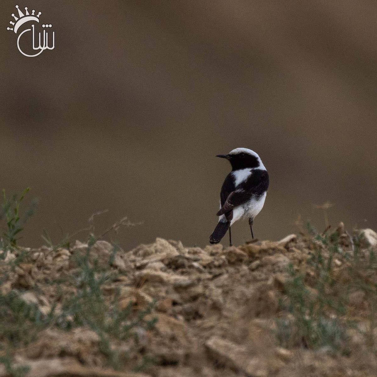 Finsch's Wheatear - ML636002680