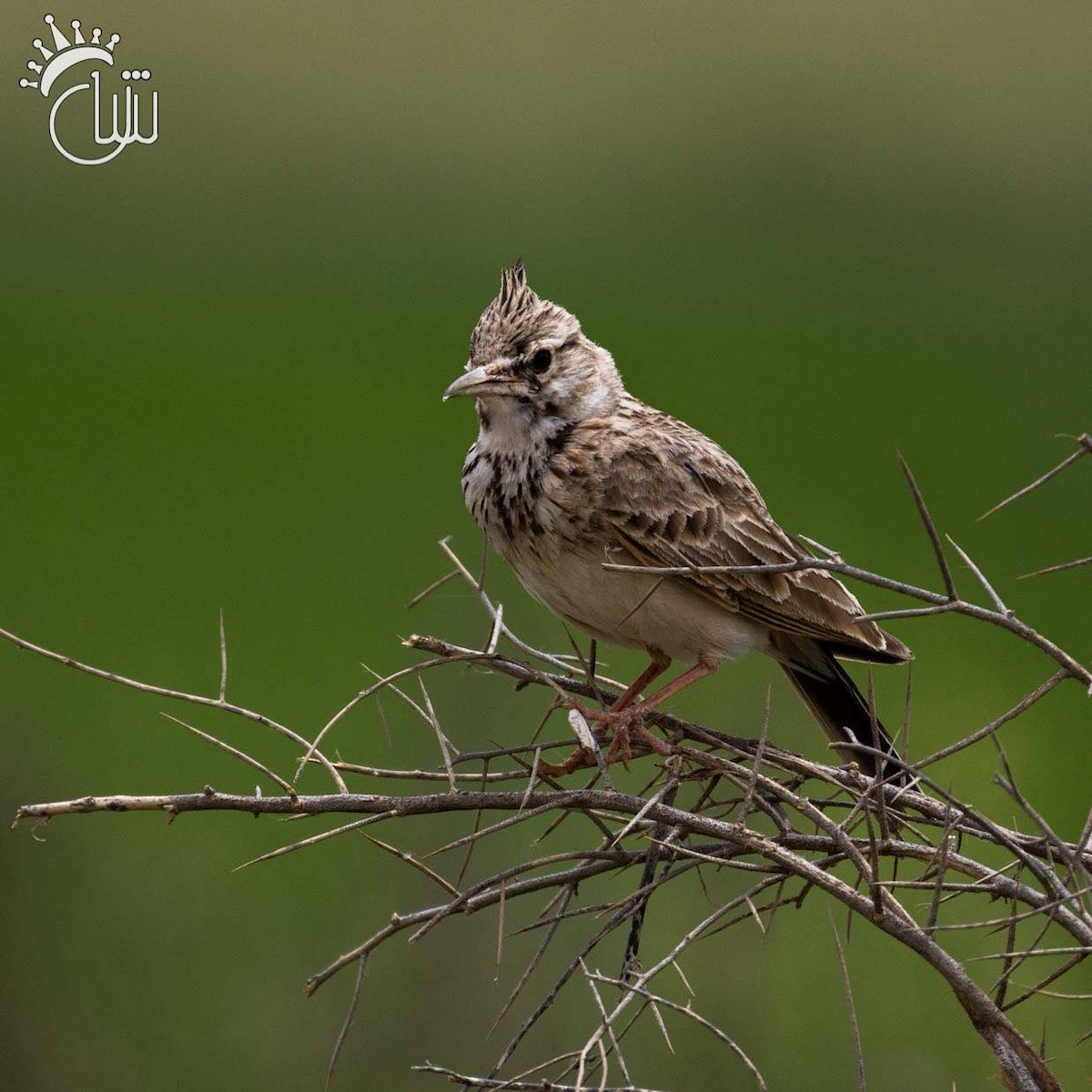 Crested Lark - ML636002682