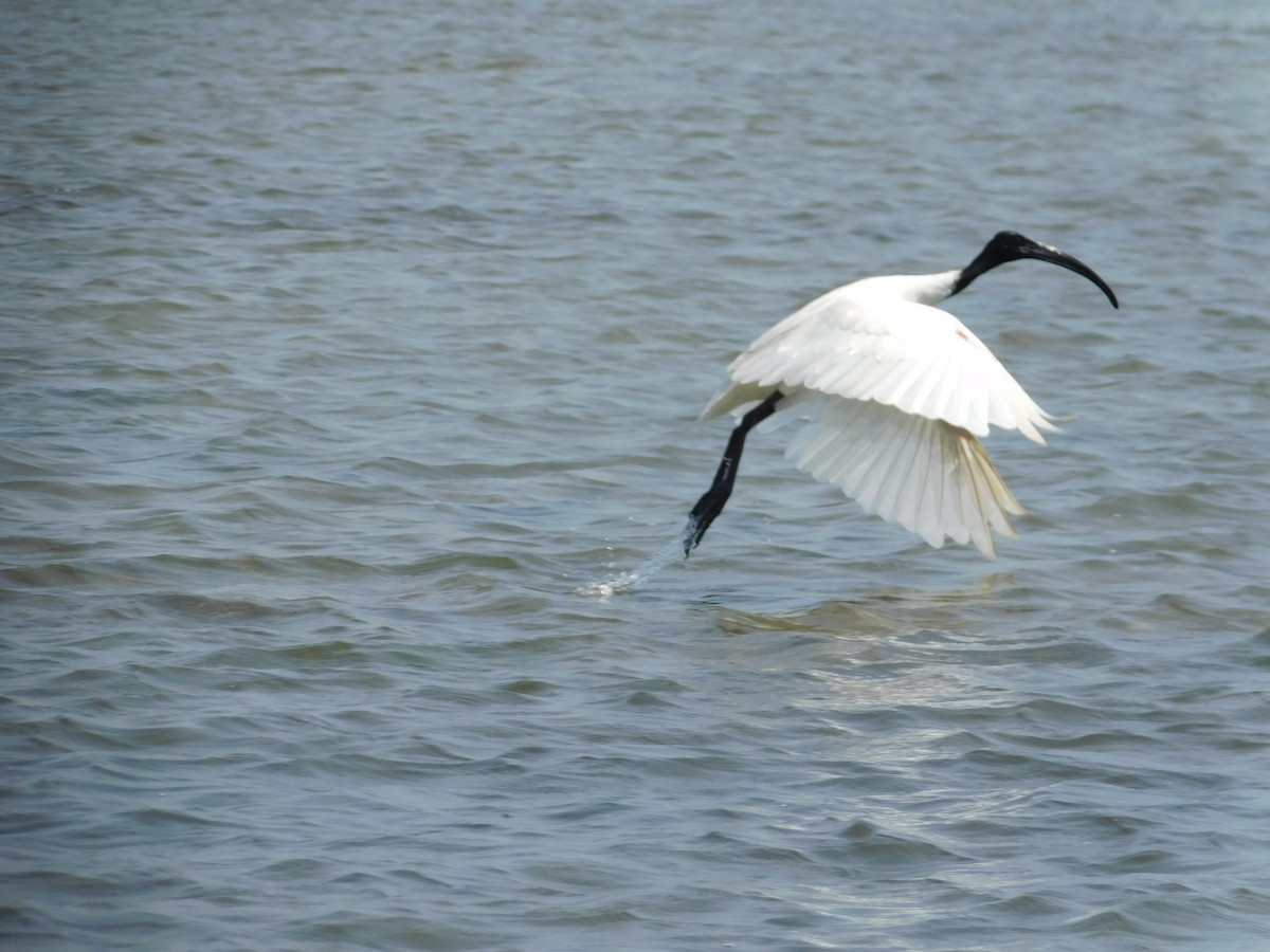 Black-headed Ibis - ML636002703