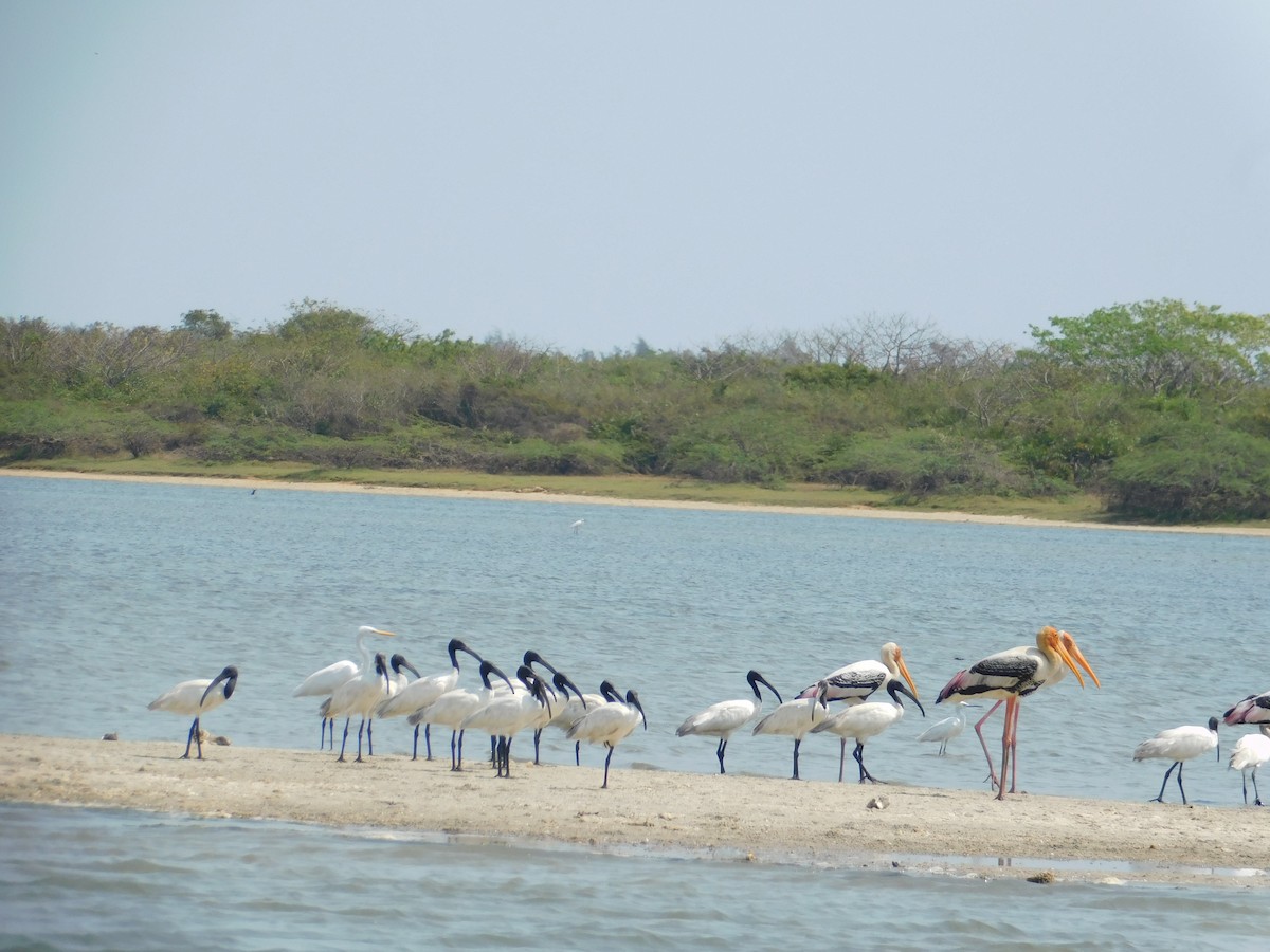 Black-headed Ibis - ML636002706