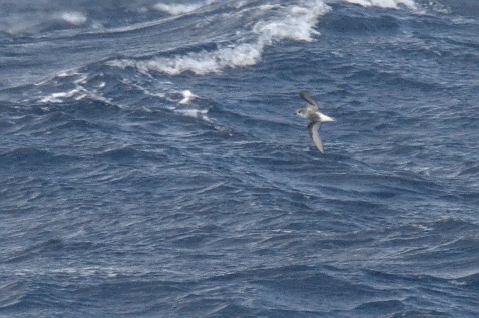 Mottled Petrel - ML636002729