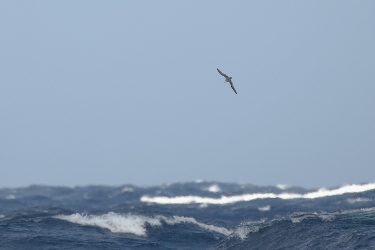 Mottled Petrel - ML636002730