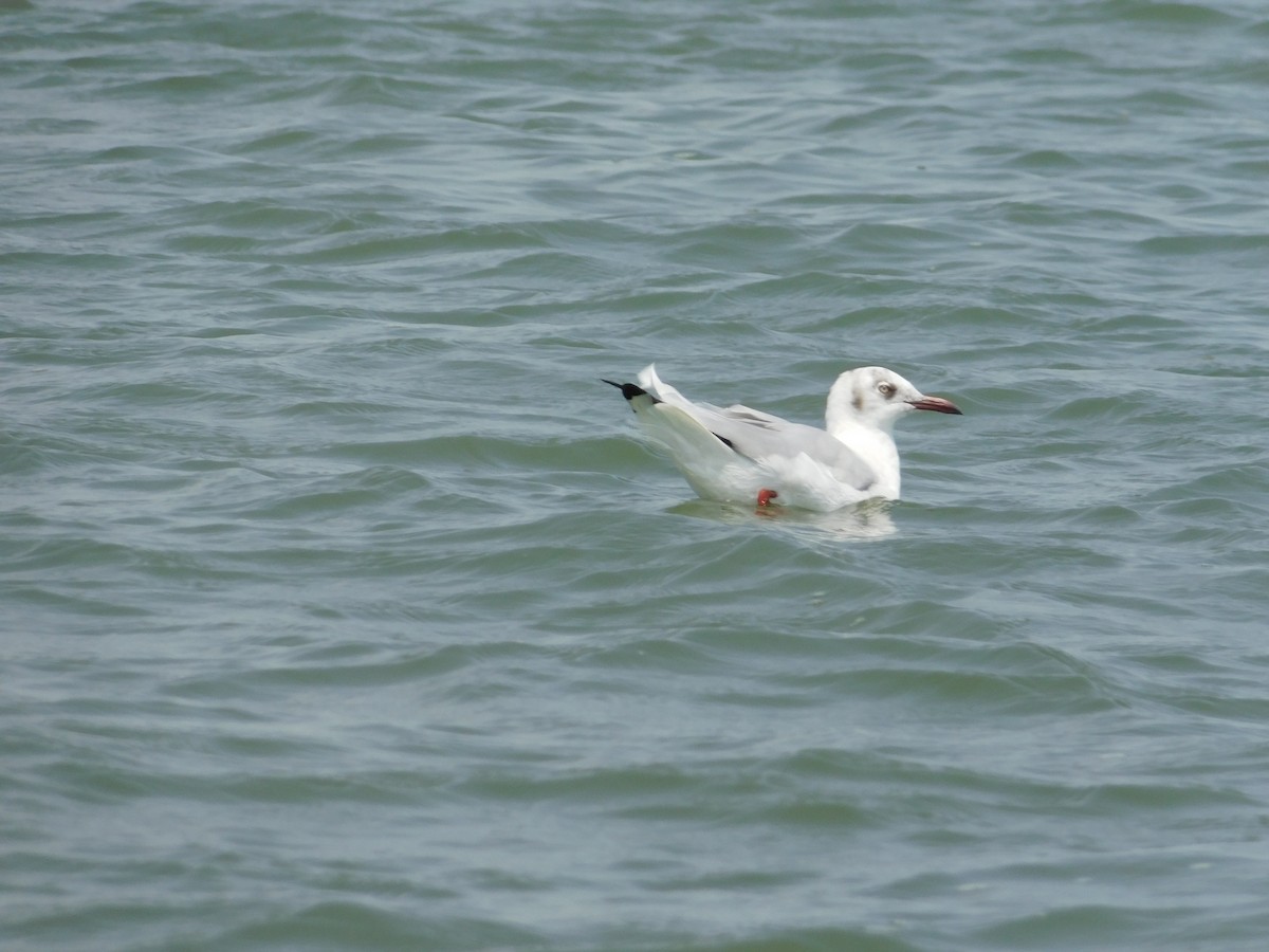 Brown-headed Gull - ML636002732