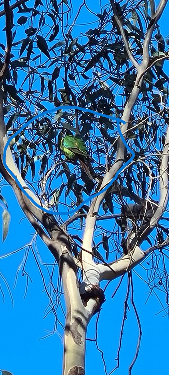 Swift Parrot - ML636002748