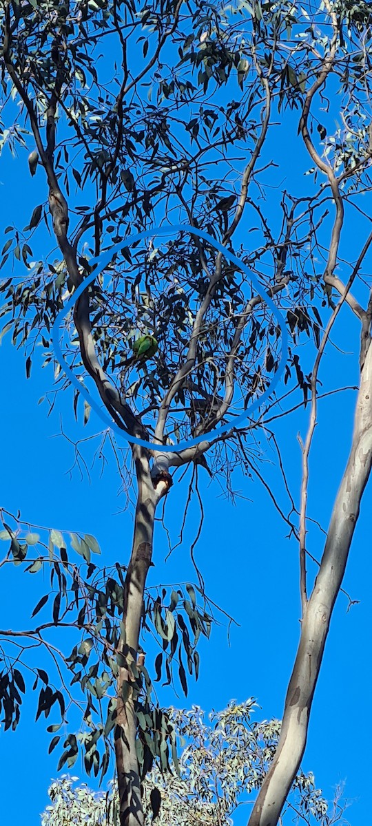 Swift Parrot - ML636002749