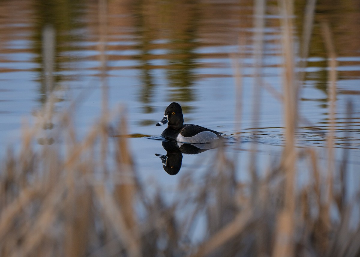 Ring-necked Duck - ML636002771