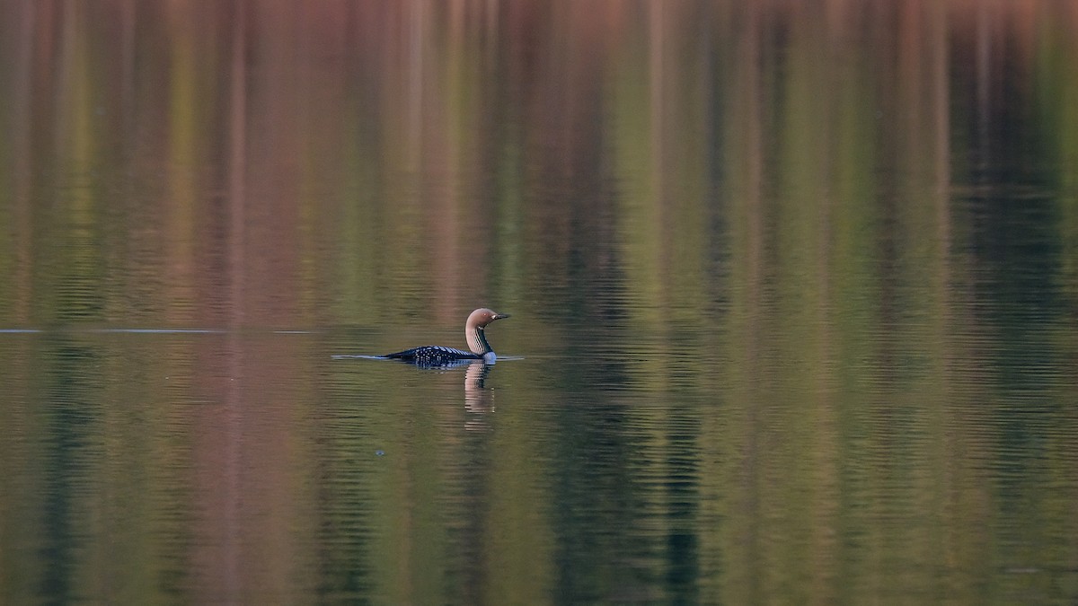 Pacific Loon - ML636002789